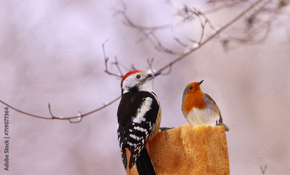 Wall mural a woodpecker and a robin share food and don't fight..when there is a lot of it and when it's col