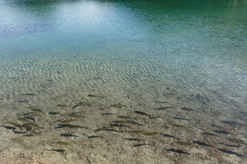 綺麗な湖と魚