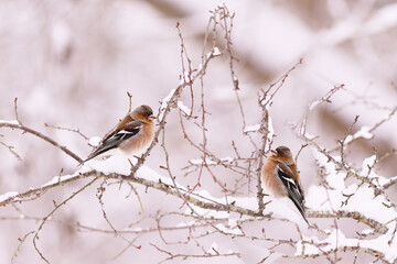 Finches rest, sitting on snow-covered branches... Winter....