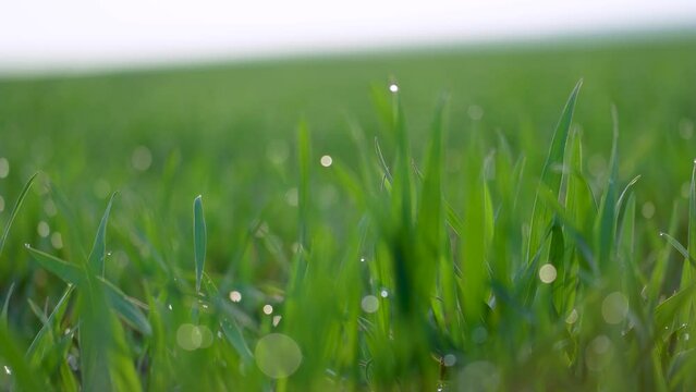 Morning dew drops on the grass illuminated by the sun. Sprouting green young wheat covered with dew drops against the sky