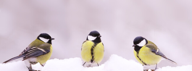 Three Great tits are sitting among white snowdrifts.