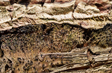 Palm bark texture. Coconut tree trunk. Dried palm. Brown dried leaves of a palm on tree bark. Exotic wood backdrop. Brown palm tree wood structure. Exotic tree skin background. Parallel lines pattern