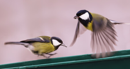 Two great tits with seeds in their beaks above the feeder.. on a blurry light background..