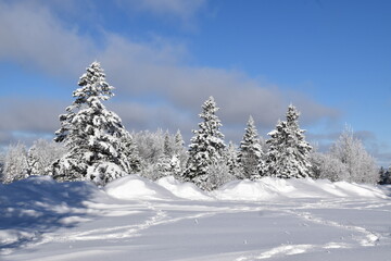 Fototapeta na wymiar Snow-covered trees after the storm, Sainte-Apolline, Québec, Canada