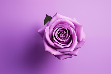 International Women's Day and feminism concept. Lilac-colored rose on a plain lilac background