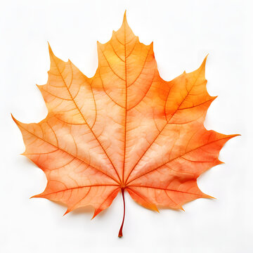 autumn fall leave isolated on white background AI generative