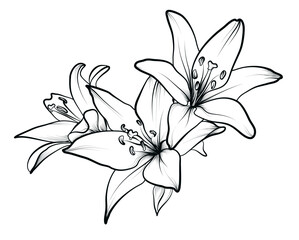 bouquet of lily flowers vector illustration