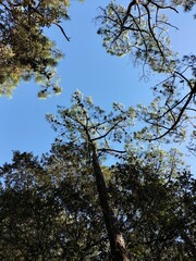 Vue du ciel par dessous des arbres