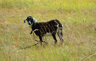 Naklejka na ściany i meble black goat feeding on the pasture isolated 