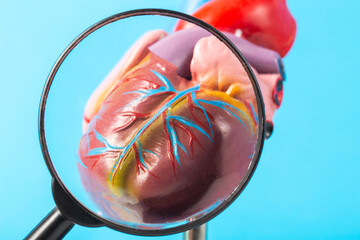 Mockup of a human heart under a magnifying glass on a blue background. Heart examination concept, heart diseases pericarditis, cardiomyopathy and hypertension, close-up - obrazy, fototapety, plakaty