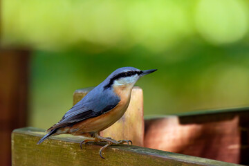 Eurasian nuthatch bird feeding on feeder