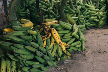 Group of bunches of green plantain in a market in the Peruvian amazonian