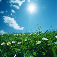 Obraz premium Meadows with flowers