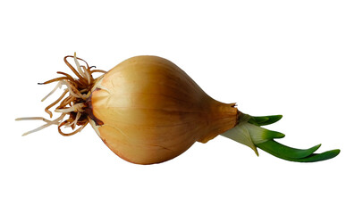 Sprouted onion bulb. Regrow onions.