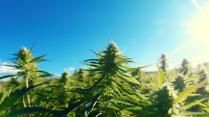 Close up of cannabis sativa plant on a field, sunny day. Industrial medical marijuana concept. Generative AI