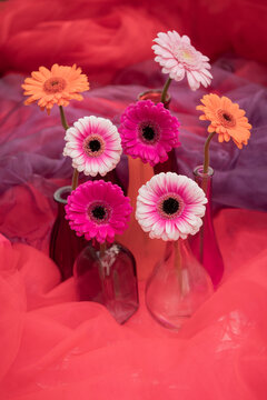 abstract stil life of red and pink gerber flowers in glass vases