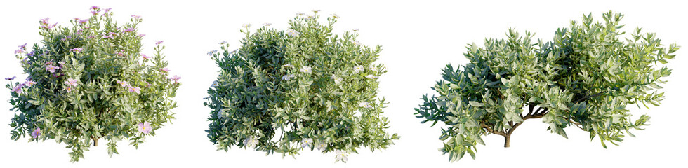  Cistus albidus 4k png