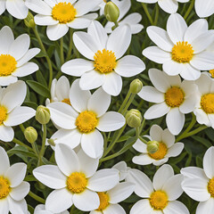 Delicate summer flower isolated on white background with clipping path. Full depth of field and focus stacking. PNG format.