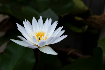white lotus flower