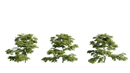 set of trees, 3D rendering, isolated on a transparent background. Perfect for illustration, digital composition, and architecture visualization