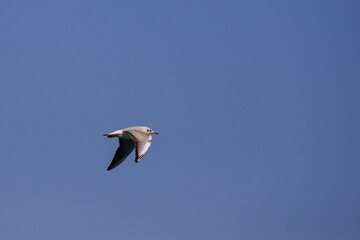 Fototapeta na wymiar Vega Gull flying on the blue sky. Wild seabird in natural environment