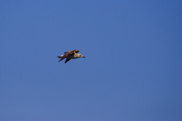 Vega Gull flying on the blue sky. Wild seabird in natural environment