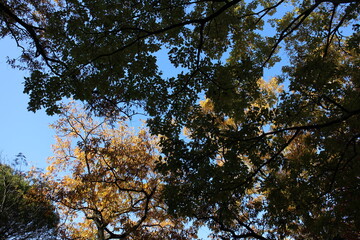 秋の風景　紅葉の木