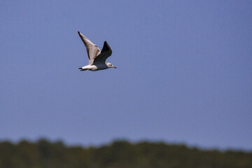 Vega Gull flying on the blue sky. Wild seabird in natural environment