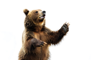 Obraz premium Brown bear standing isolated on white background