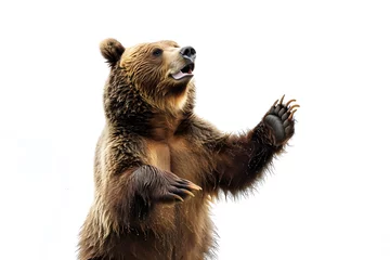 Foto op Plexiglas Brown bear standing  isolated on white background © Oksana