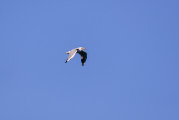 Vega Gull flying on the blue sky. Wild seabird in natural environment