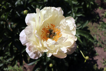 Coral Charm. Peony in the garden. Shot of a peony in bloom works perfectly with the green background. Spring background. Blooming, spring, flora. Flowers photo concept.Greeting cards.
