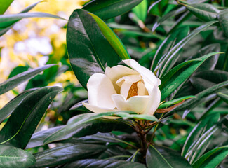 Magnolia virginiana white creamy young flower close-up on a magnolia tree botanical garden Spring blossoming and landscaping concept © Lena_viridis
