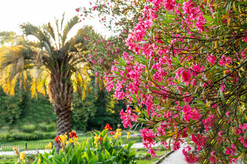 Bright pink red flowers on the branches of a common oleander at the Tropical Botanical Garden...