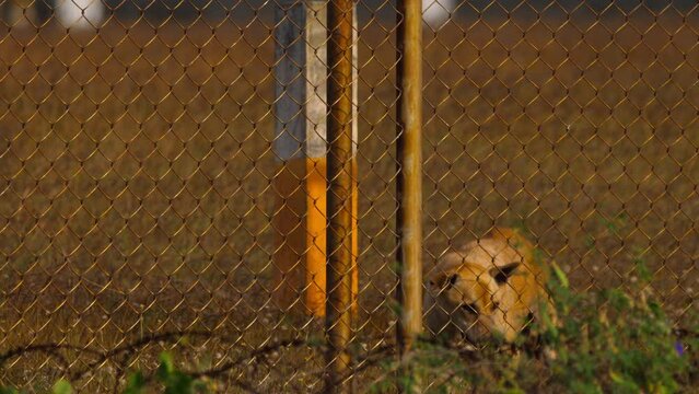 Brown dog behind a metal fence. Animal zeal for freedom. Dog on the territory of the airport. Rescue from the trap