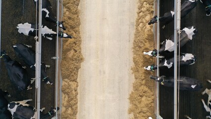 Vertical downward view of cows gobbling oats and forage on a dairy farm inside a large cattle shed....