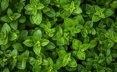 Herbal Mosaic: Intricate Arrangement of Green Herbs