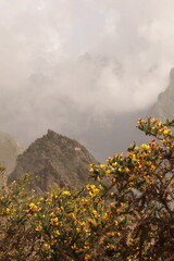Kłujący krzew o żółtych kwiatach rosnący w górskiej dolinie na wyspie Madera. A prickly bush with yellow flowers growing in a mountain valley on the island of Madeira. - obrazy, fototapety, plakaty