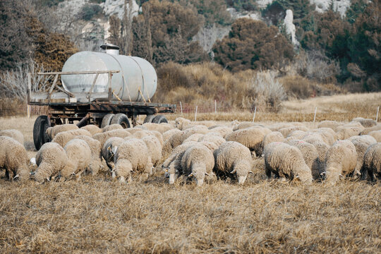 Group of sheep together with a large feeder and waterer in the meadow.