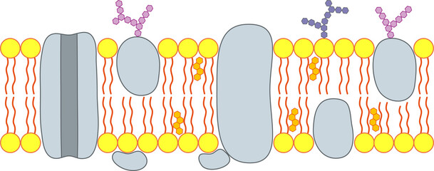 The structure of the cell membrane.