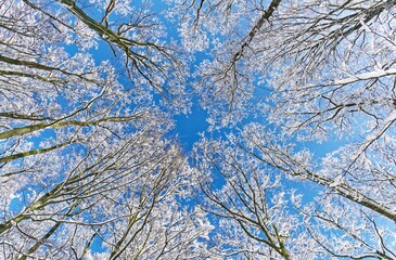 Blick nach oben im winterlichen Buchenwald. Sonniger und strahlend blauer Winterhimmel in den schneebedeckte Buchen hineinragen.