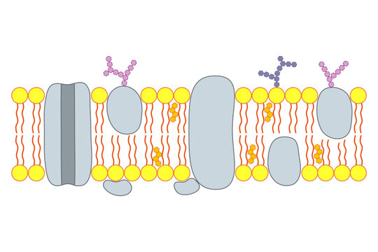 The structure of the cell membrane.