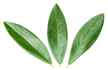 Olive leaf isolated. Olive leaf on white