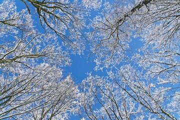 Blick nach oben im winterlichen Buchenwald. Sonniger und strahlend blauer Winterhimmel in den schneebedeckte Buchen hineinragen.