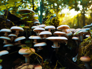 A group of white colored mushrooms on a tree trunk in the wet weather of the forest