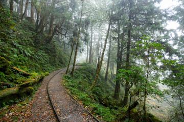 Fototapeta na wymiar Hiking trail in National park in Taipingshan of Yilan Jianqing Huaigu Trail