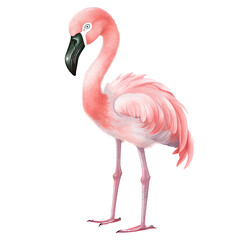 AI-generated watercolor baby Flamingo clip art illustration. Isolated elements on a white background.
