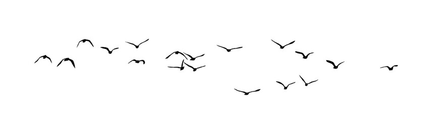 png flock of birds silhouette isolated on transparent clear background