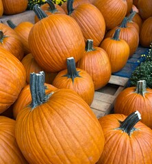 Large, orange pumpkins perfect for Halloween carving are lined up for sale on a pallet