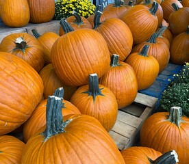 Large, orange, carving pumpkins on display for sale near Halloween
